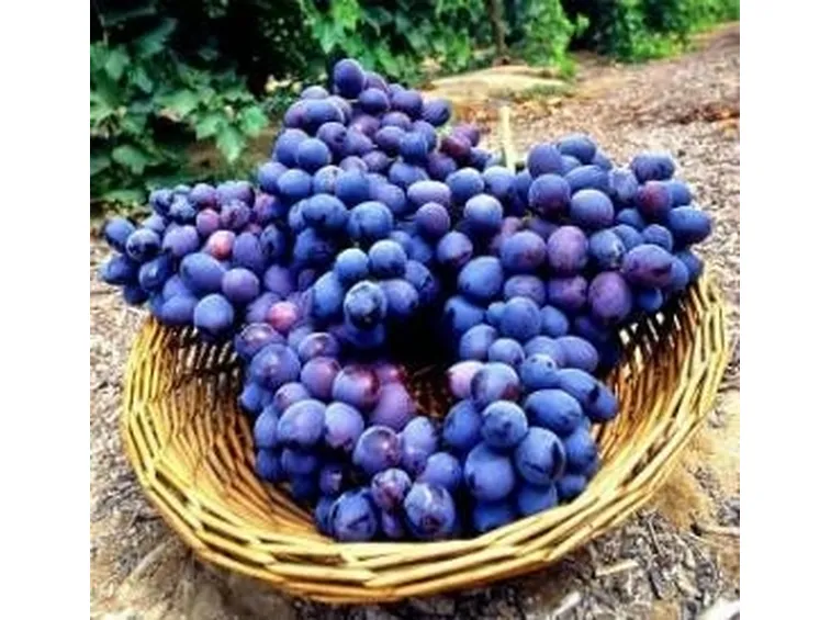 Uva Pizzutella2