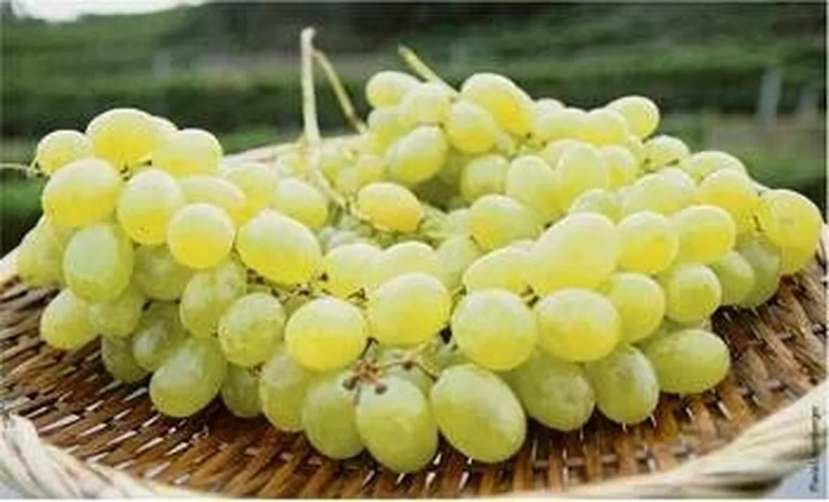 Uva Pizzutella