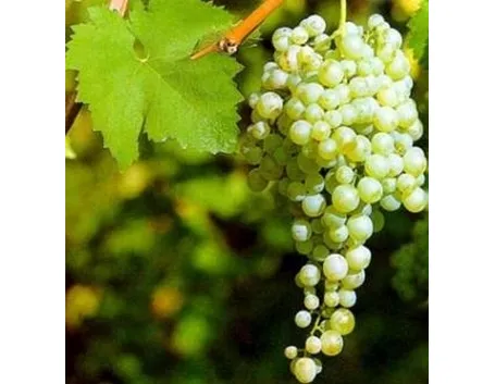 Uva Prosecco