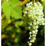 Uva Prosecco