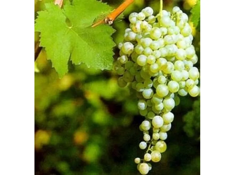 Uva Prosecco