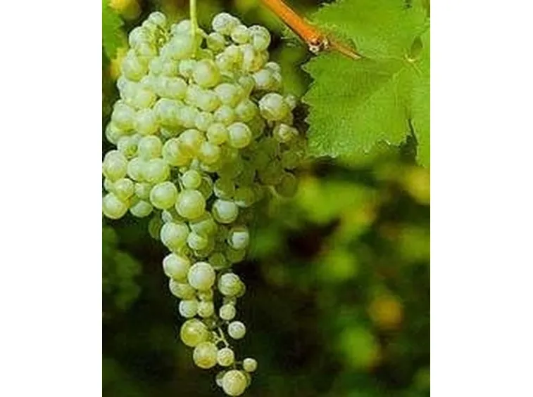 Uva Prosecco 2