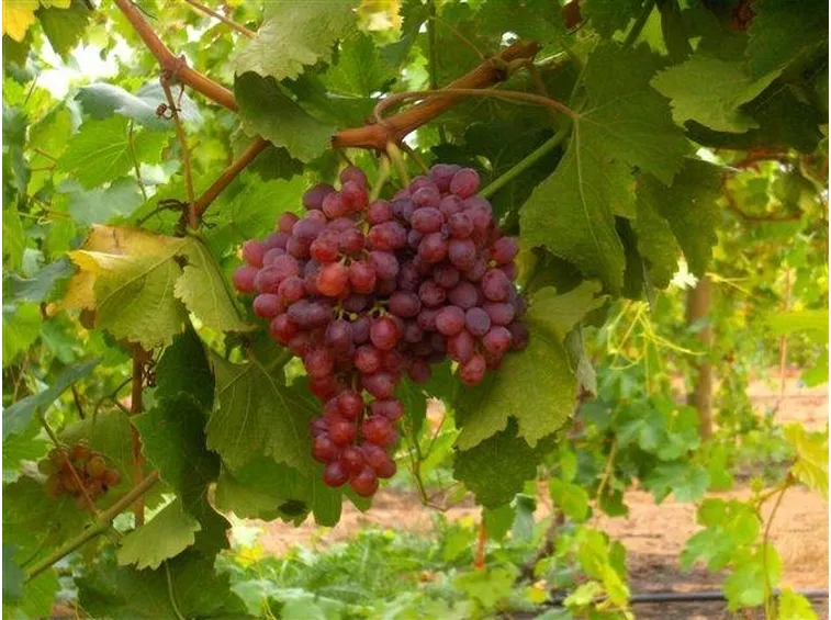 uva rossa2