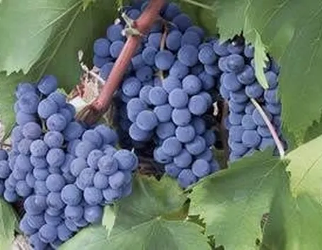 sangiovese