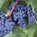 sangiovese