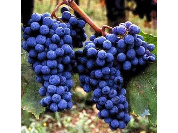 uva sangiovese