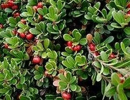 uva ursina