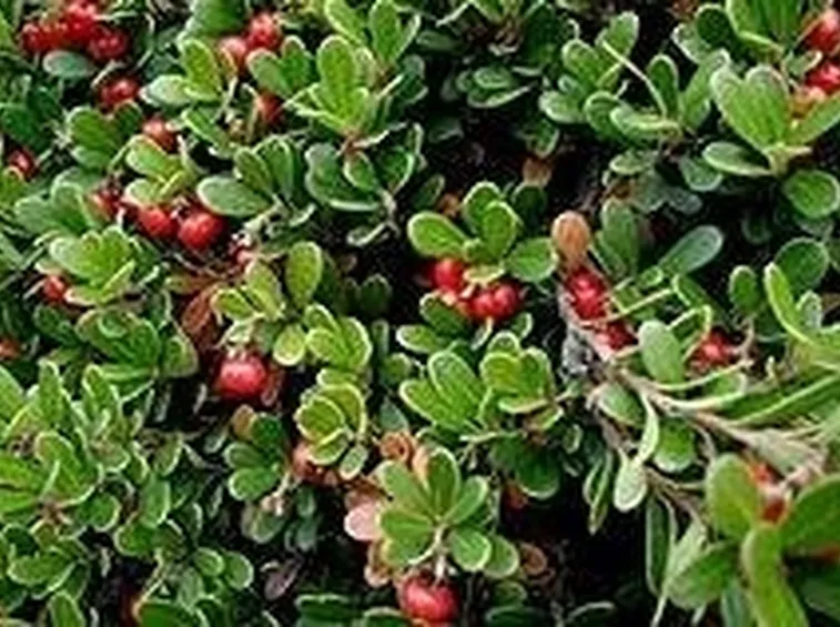 uva ursina