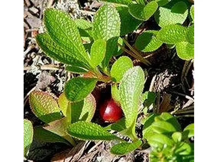 uva ursina 2