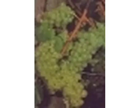 uva vino