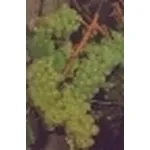 uva vino