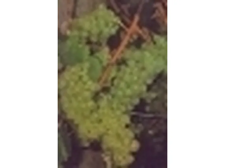uva vino
