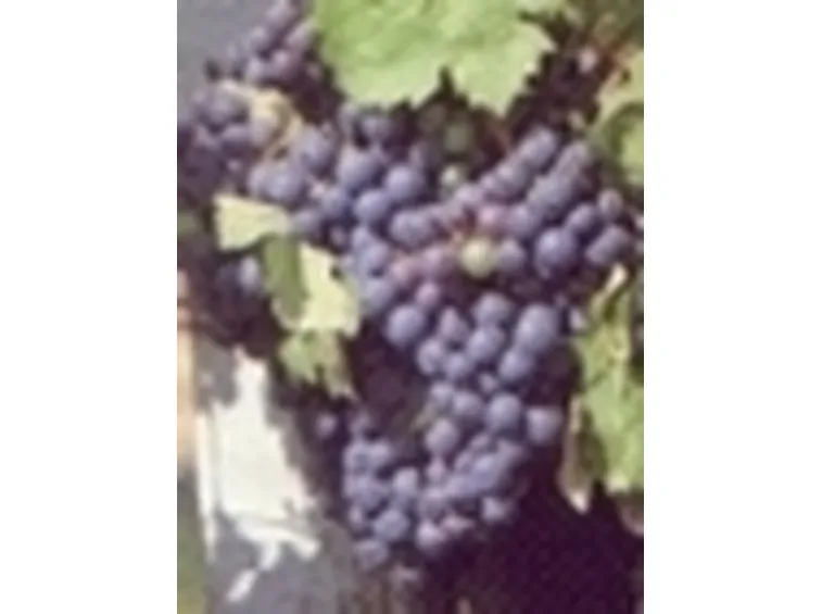 uva vino2