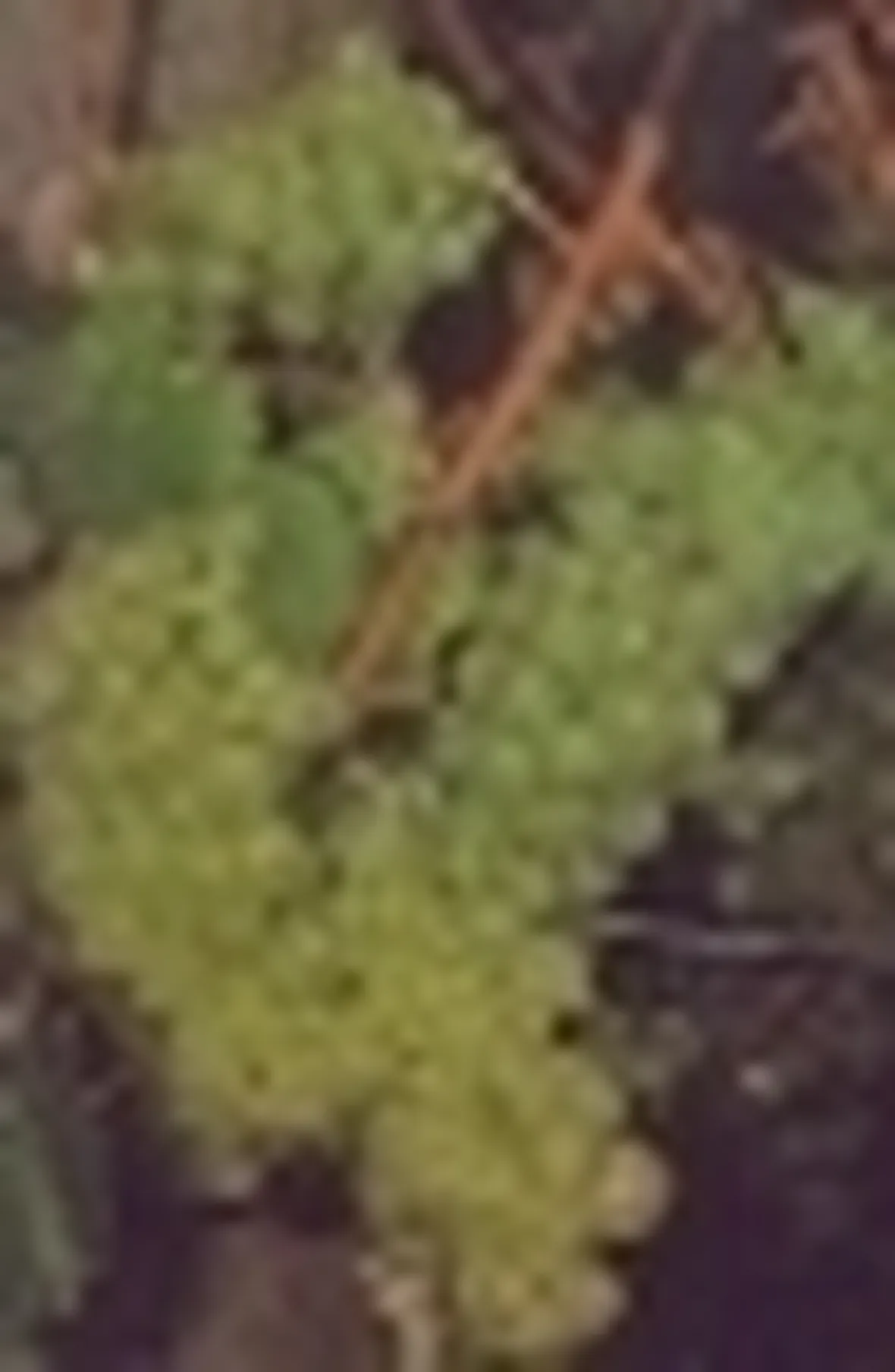 uva vino