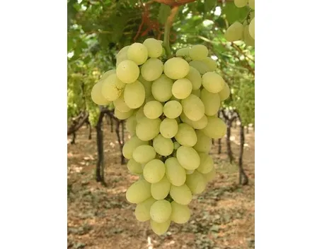 uva vittoria