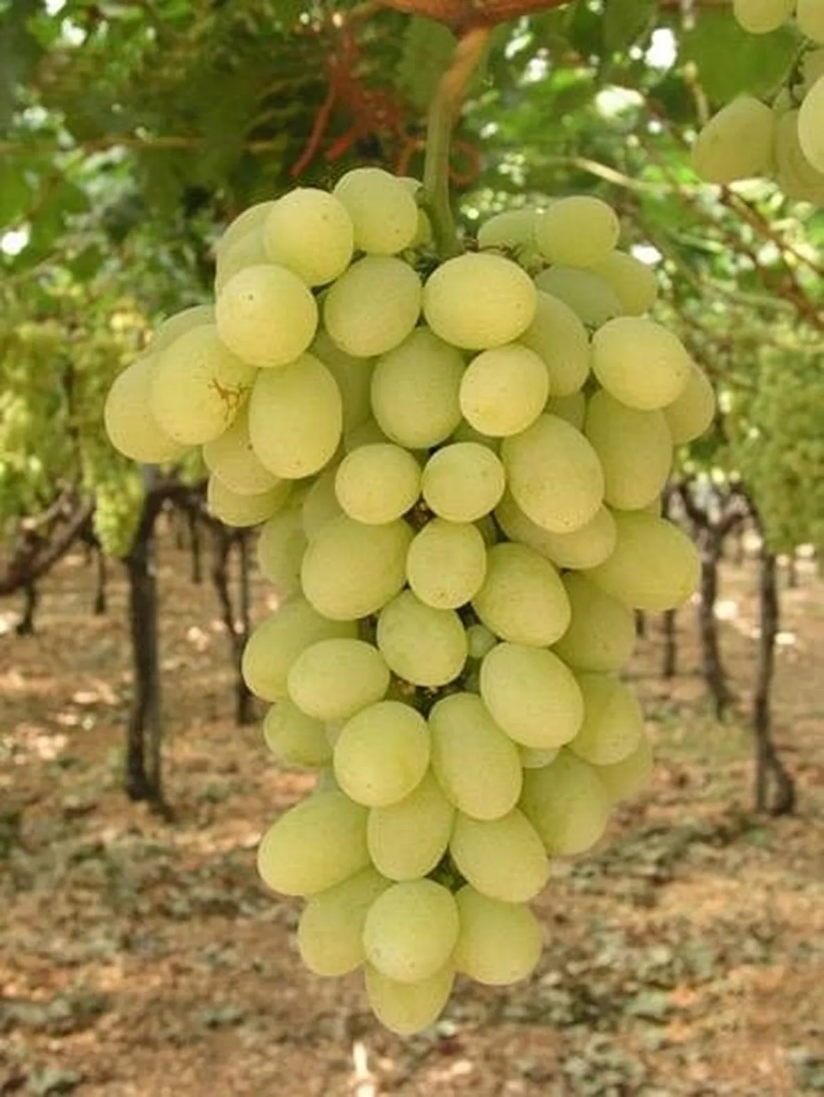 uva vittoria