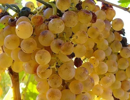uva zibibbo