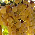 uva zibibbo
