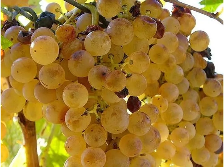 uva zibibbo
