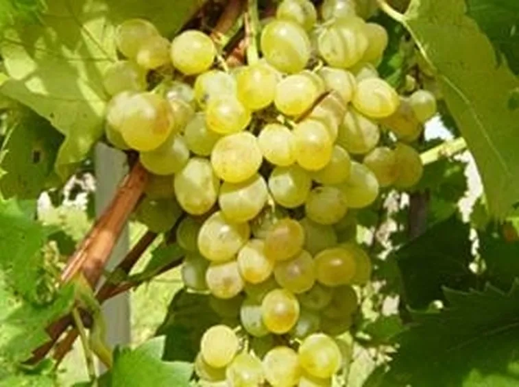 uva zibibbo2