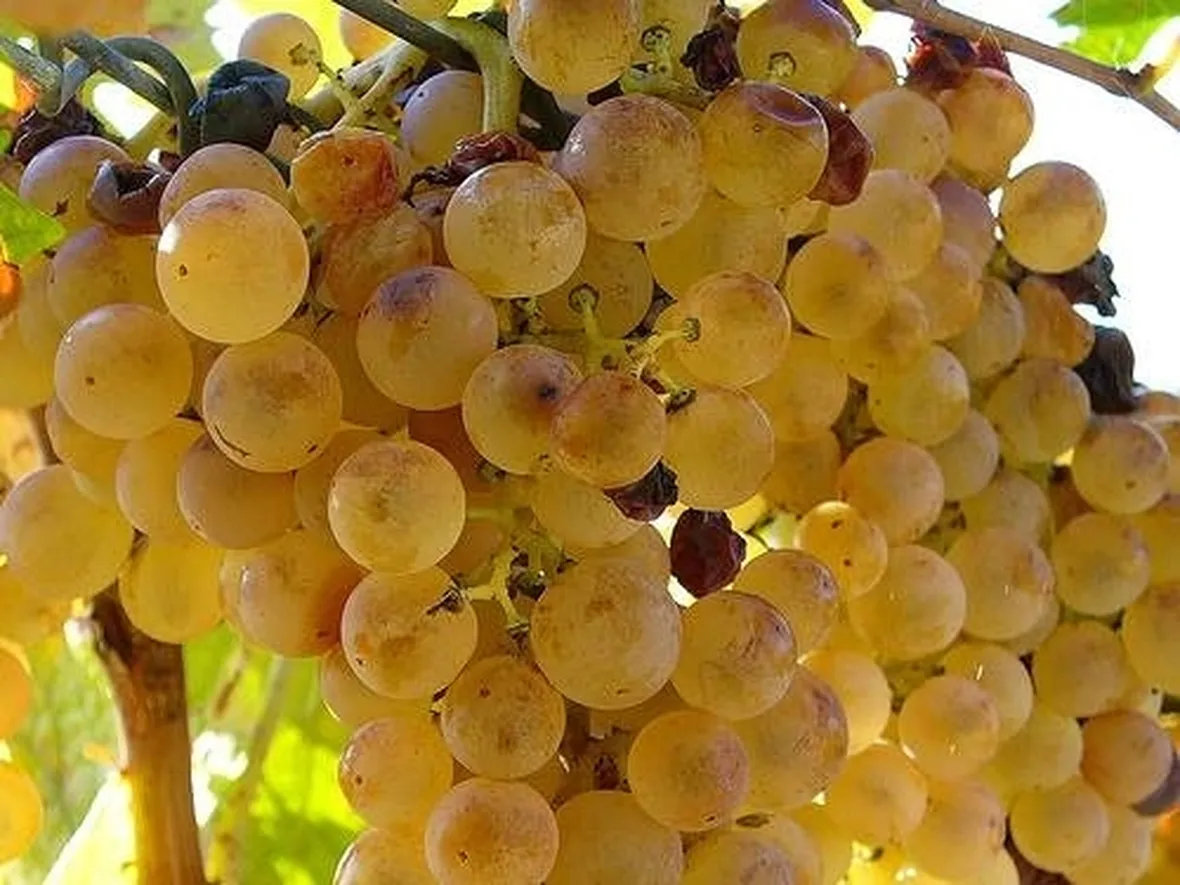 uva zibibbo
