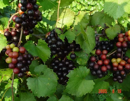 maturazione uva