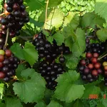 maturazione uva