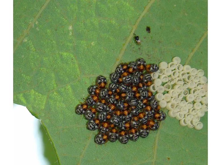 Vite infestata