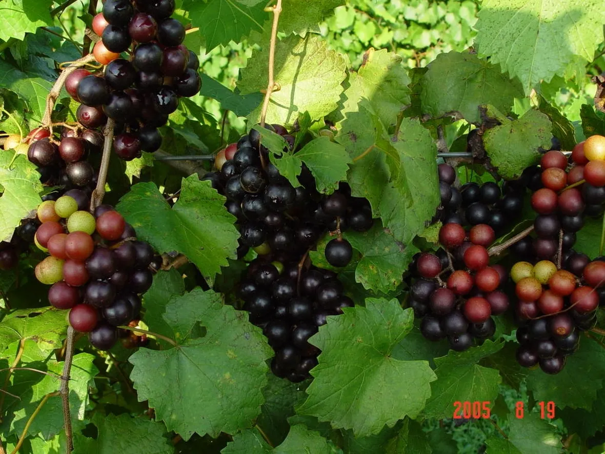 maturazione uva
