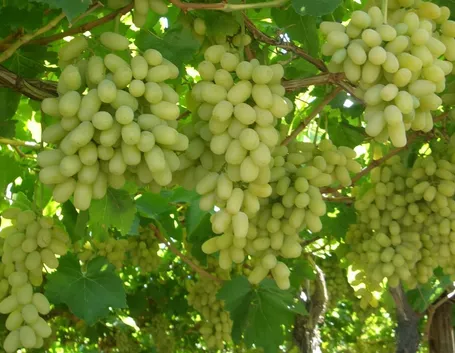 uva da tavola