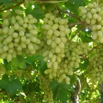 uva da tavola