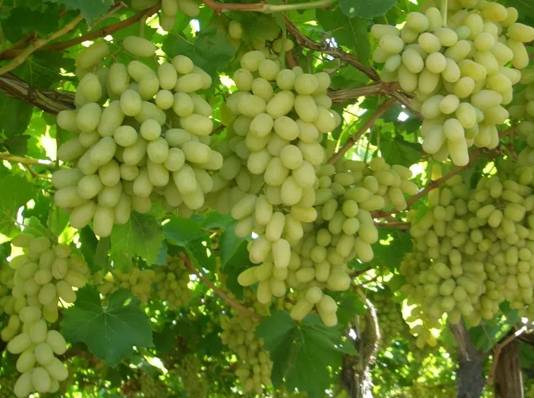 uva da tavola