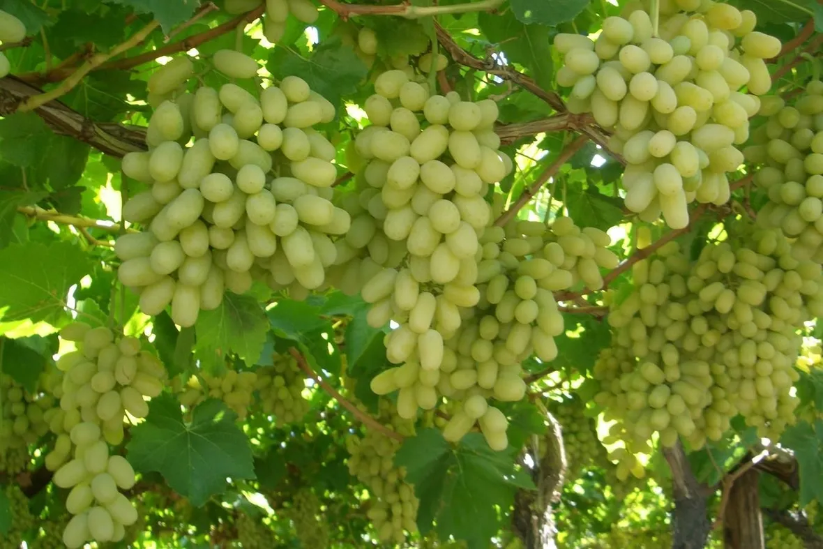 uva da tavola