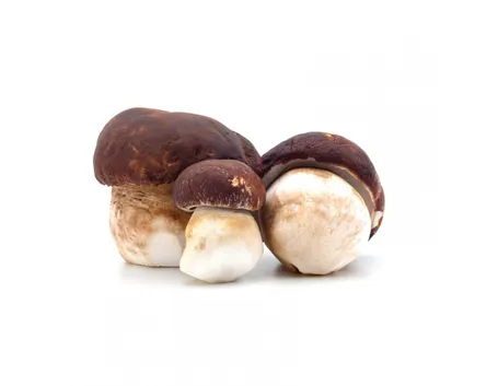 funghi