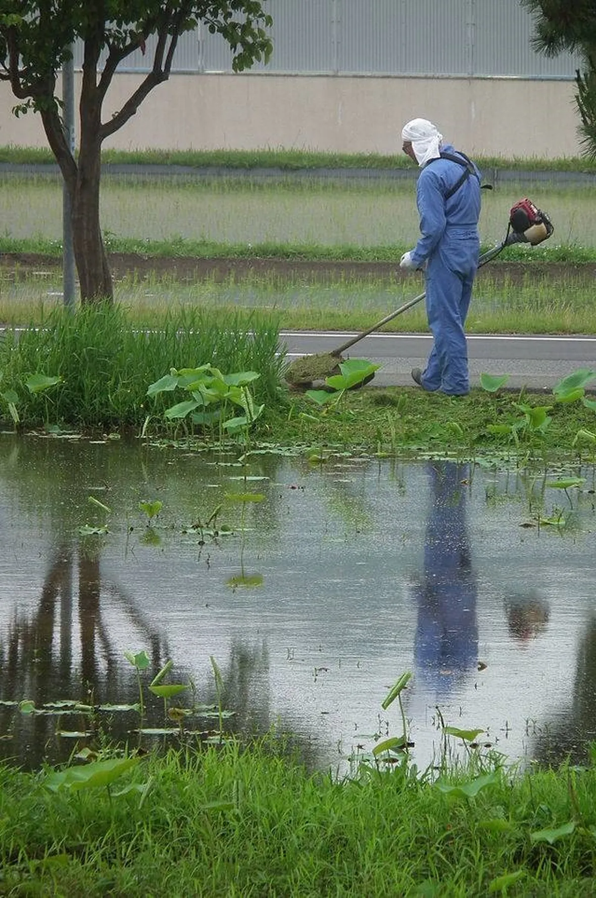 Zona da trattare con un decespugliatore professionale