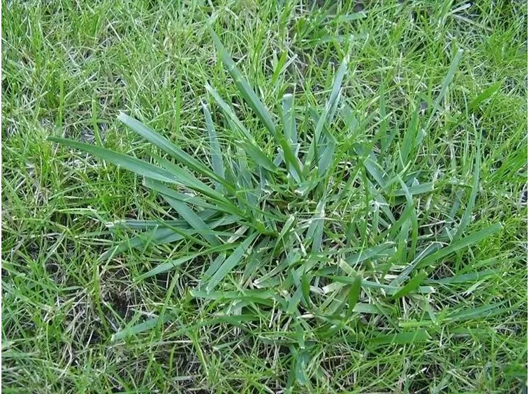 Erbicida