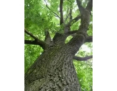 alberi2