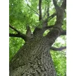 alberi2