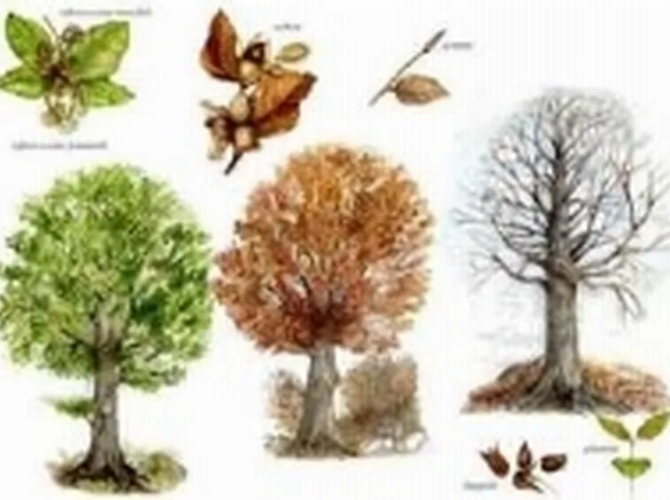alberi1