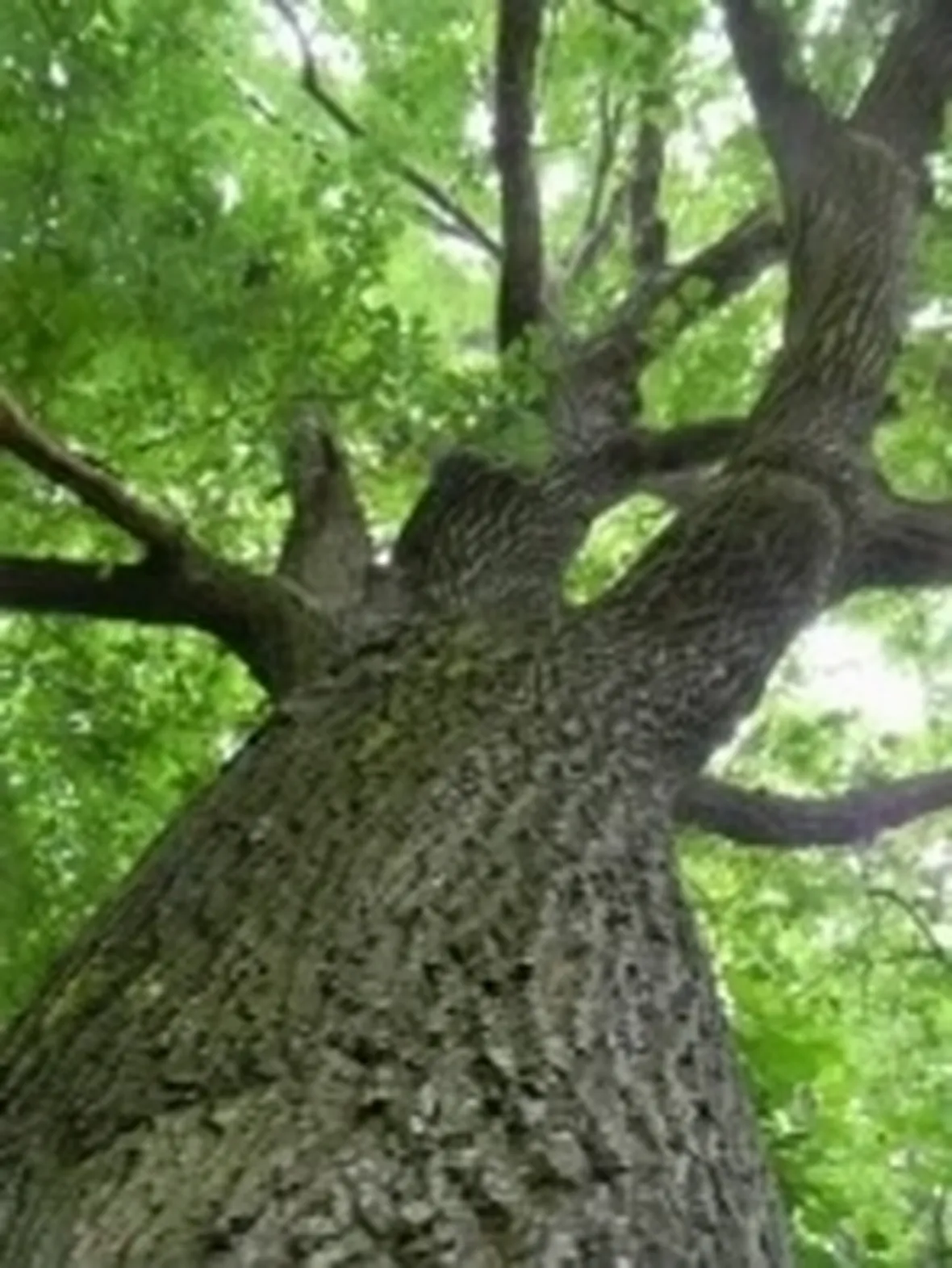 alberi2