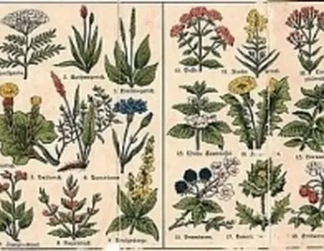 botanicafarmaceutica1