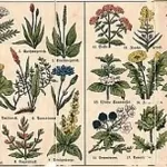 botanicafarmaceutica1