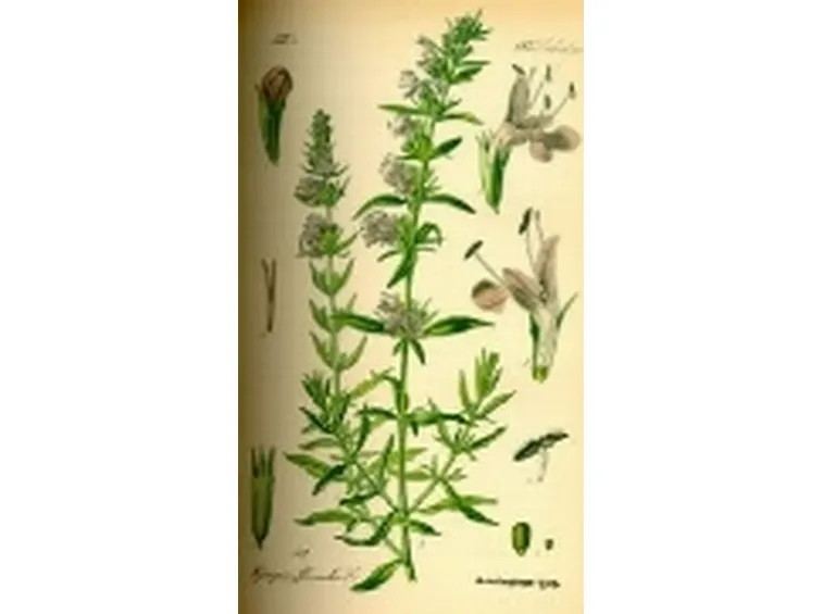 botanicafarmaceutica2