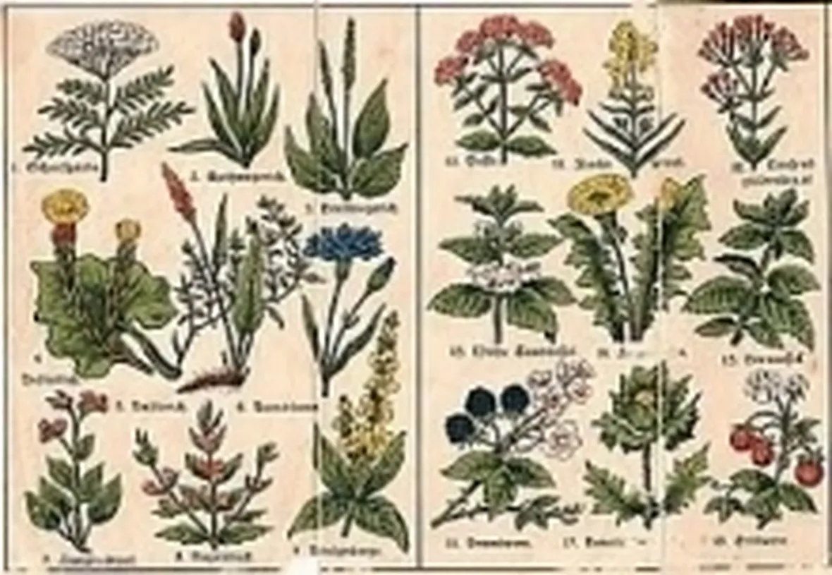 botanicafarmaceutica1
