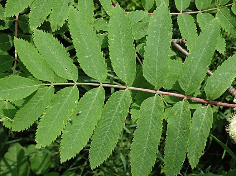 Foglia imparipennata