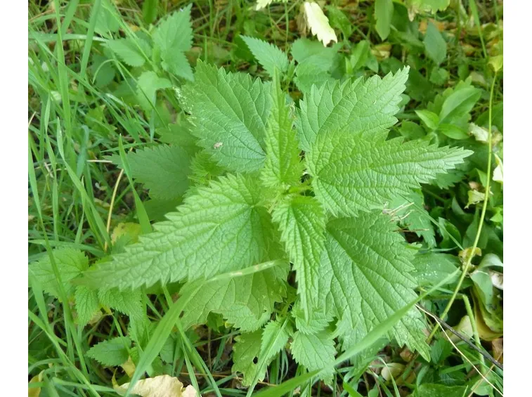 Margine dentellato delle ortiche