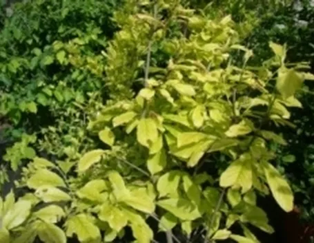 fosforopiante