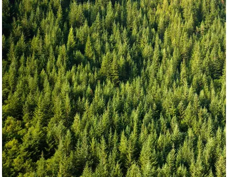 Gli alberi sono i principali produttori di ossigeno sulla Terra