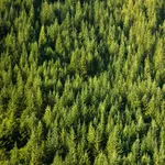 Gli alberi sono i principali produttori di ossigeno sulla Terra