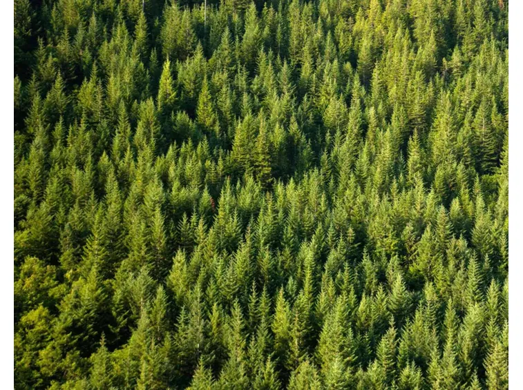 Gli alberi sono i principali produttori di ossigeno sulla Terra